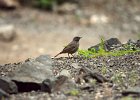 Zwarte roodstaart (black redstart) (Phoenicurus ochruros) - kloof bij Yolin Am 21-08-2016 (4)